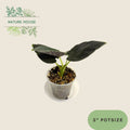 Alocasia Antoro Velvet - 3 inch pot - front view