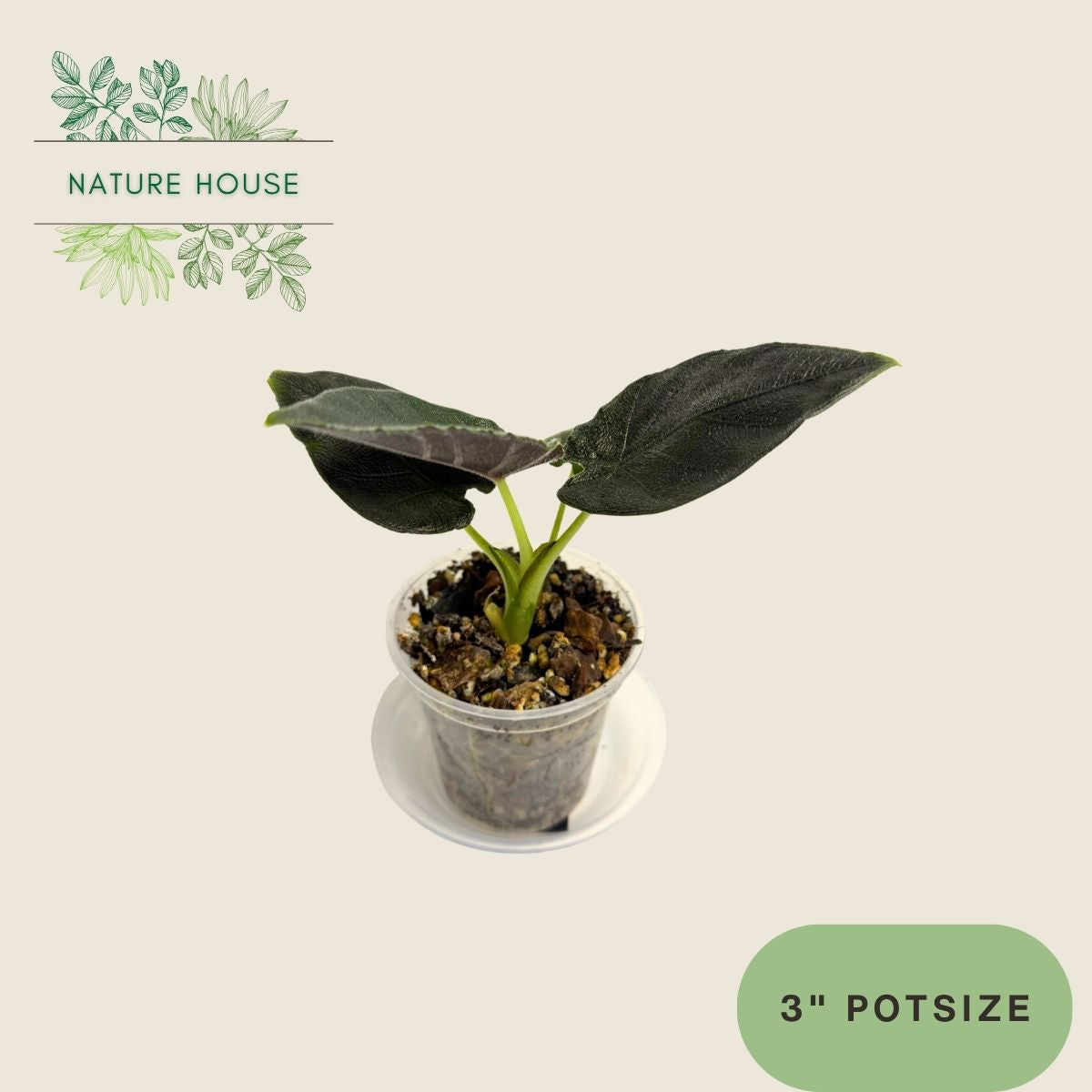 Alocasia Antoro Velvet - 3 inch pot - front view