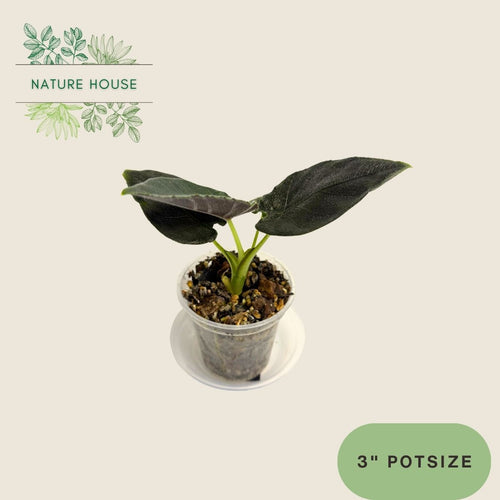 Alocasia Antoro Velvet - 3 inch pot - front view