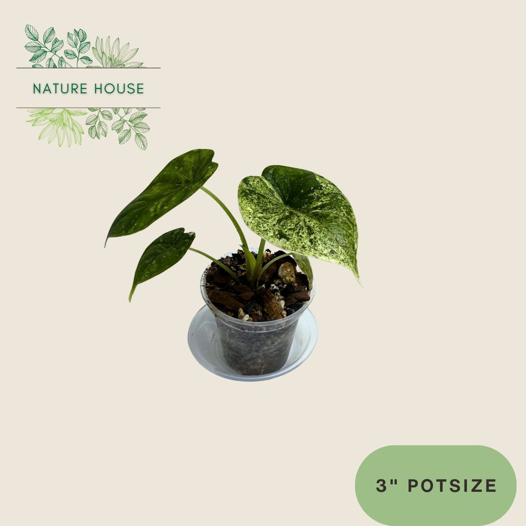 Alocasia Dragon Scale Mint - 3 inch pot - front view