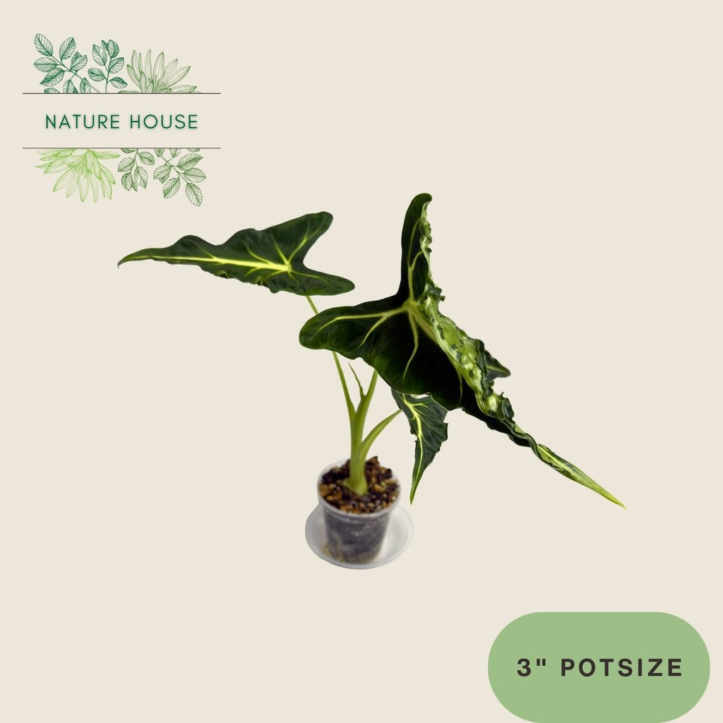 Alocasia Frydek Tattoo - 3 inch pot - front view