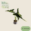 Alocasia Frydek Tattoo - 3 inch pot - front view