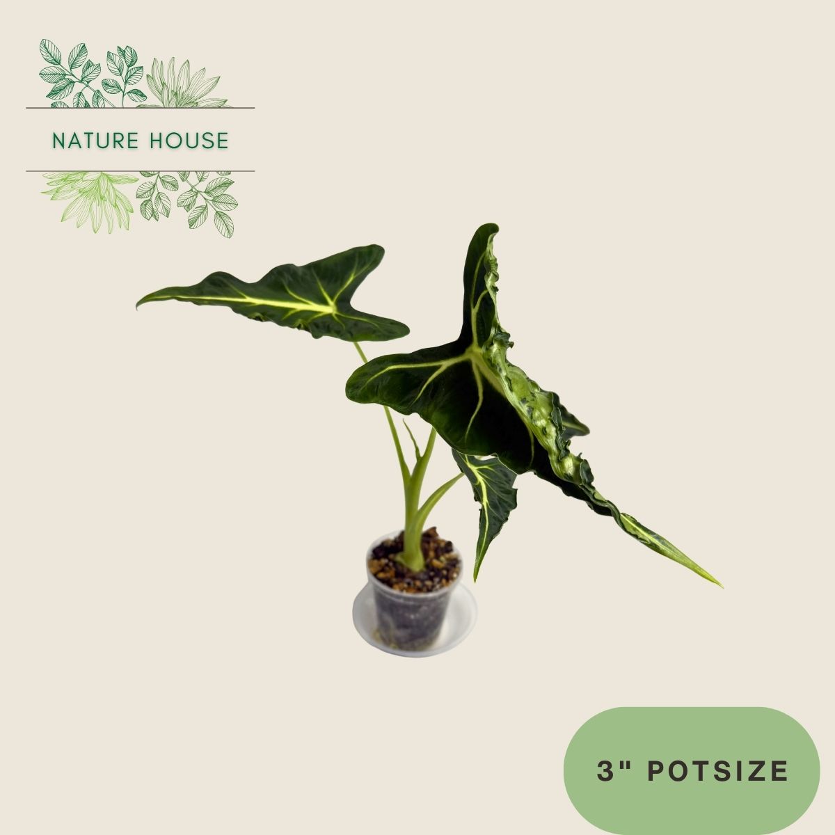 Alocasia Frydek Tattoo - 3 inch pot - front view