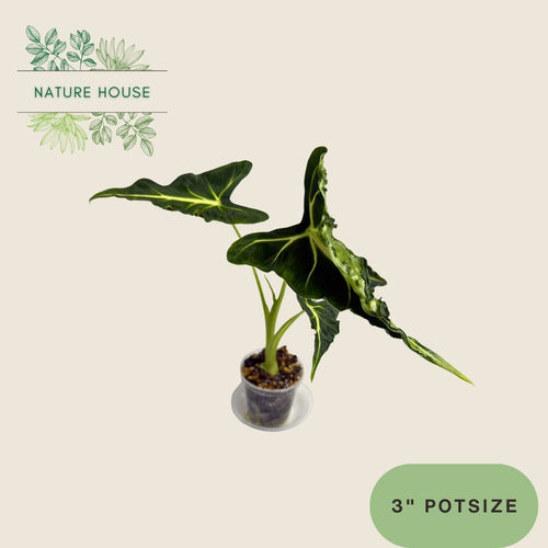 Alocasia Frydek Tattoo - 3 inch pot - front view