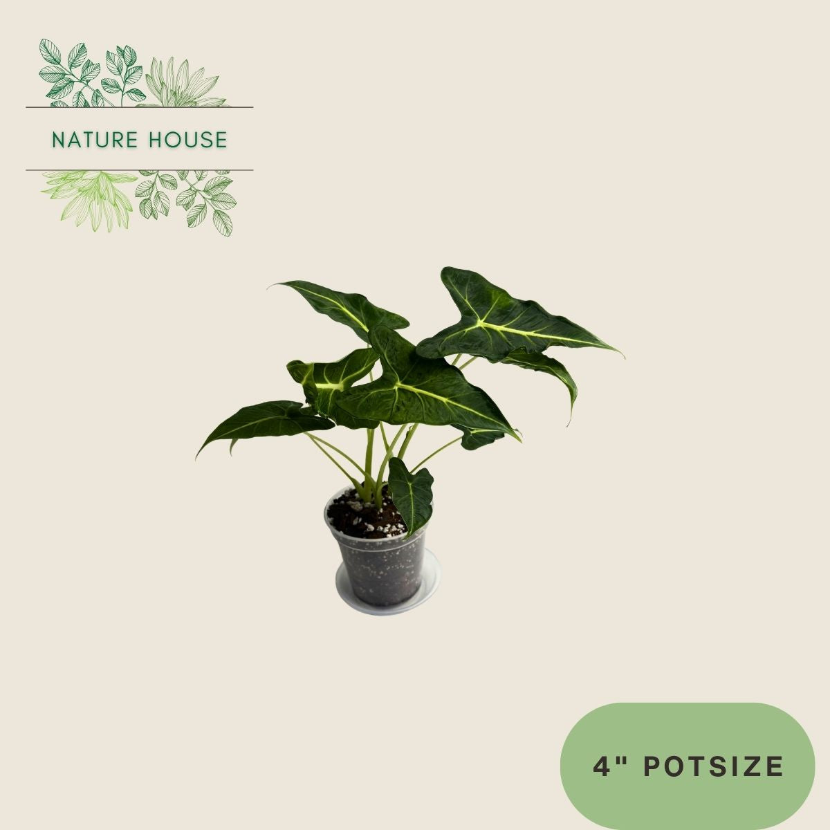Alocasia Frydek Tattoo - 4 inch pot - top view