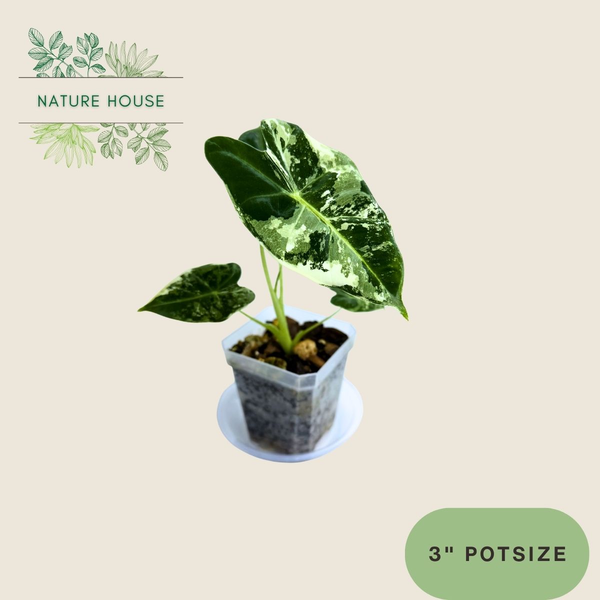 Alocasia Frydek Variegated - 3 inch pot - front view