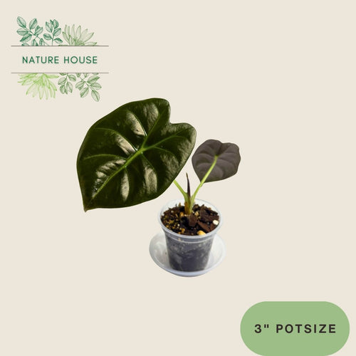Alocasia Golden Bone - 3 inch pot - front view