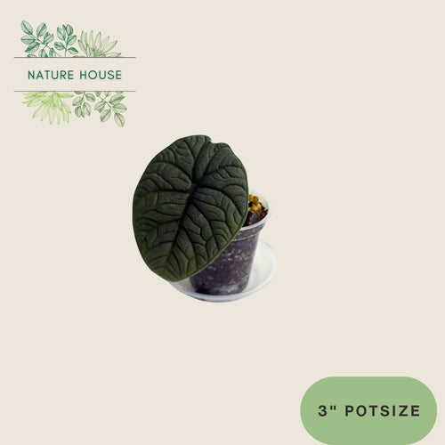 Alocasia Melo - 3 inch pot - front view