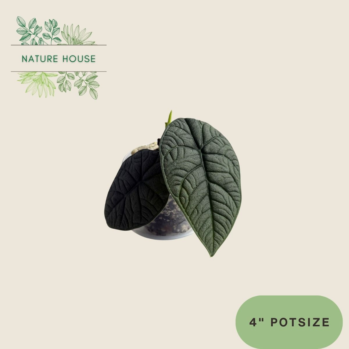 Alocasia Melo - 4 inch pot - top view