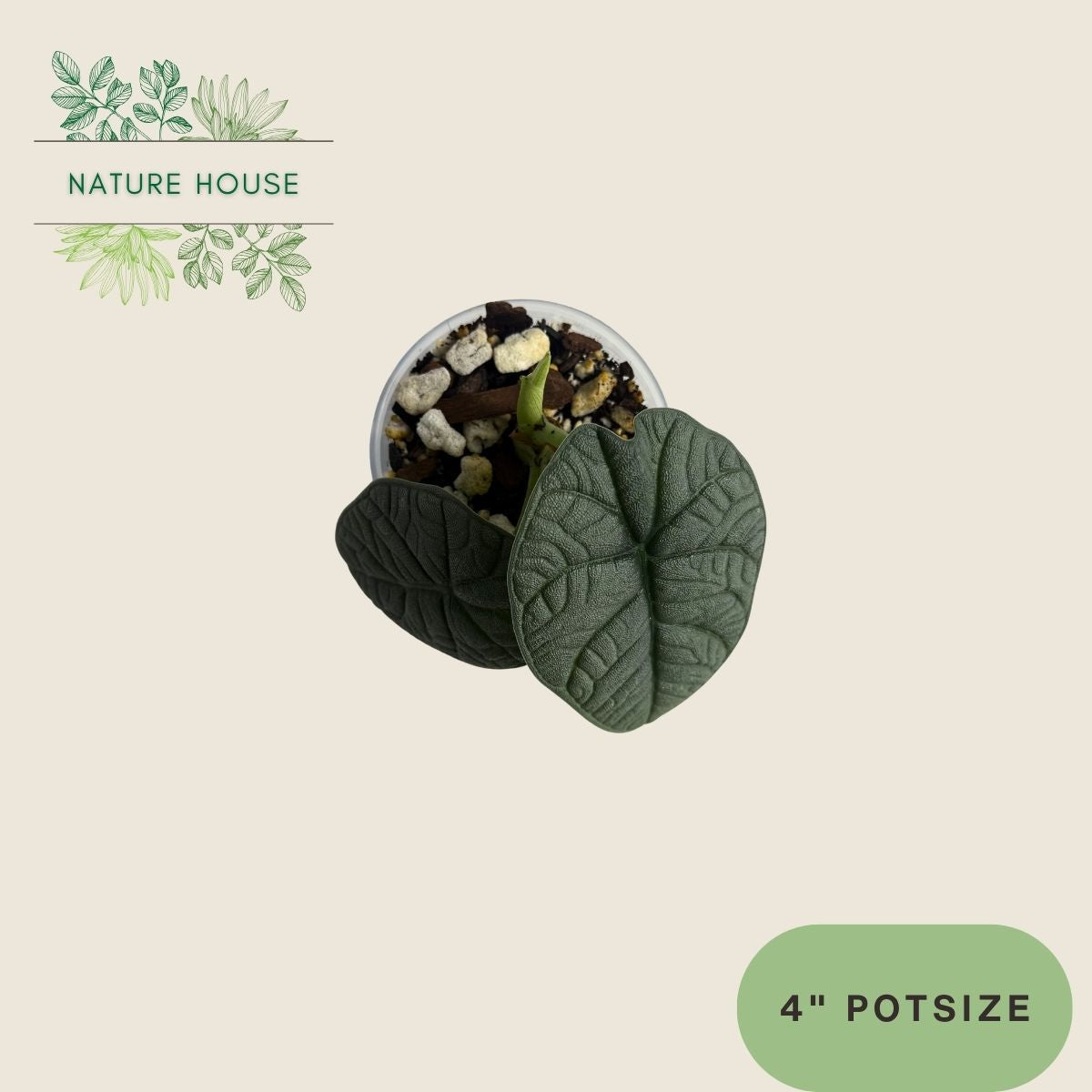 Alocasia Melo - 4 inch pot - front view