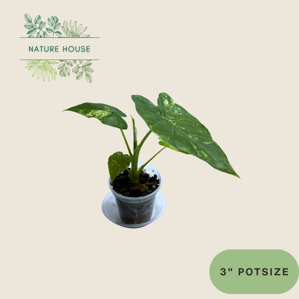 Alocasia Odora Variegata - 3 inch pot - front view
