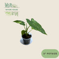 Alocasia Odora Variegata - 3 inch pot - front view