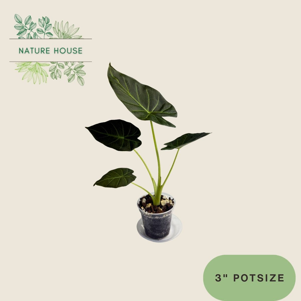 Alocasia Regal Shields - 3 inch pot - front view