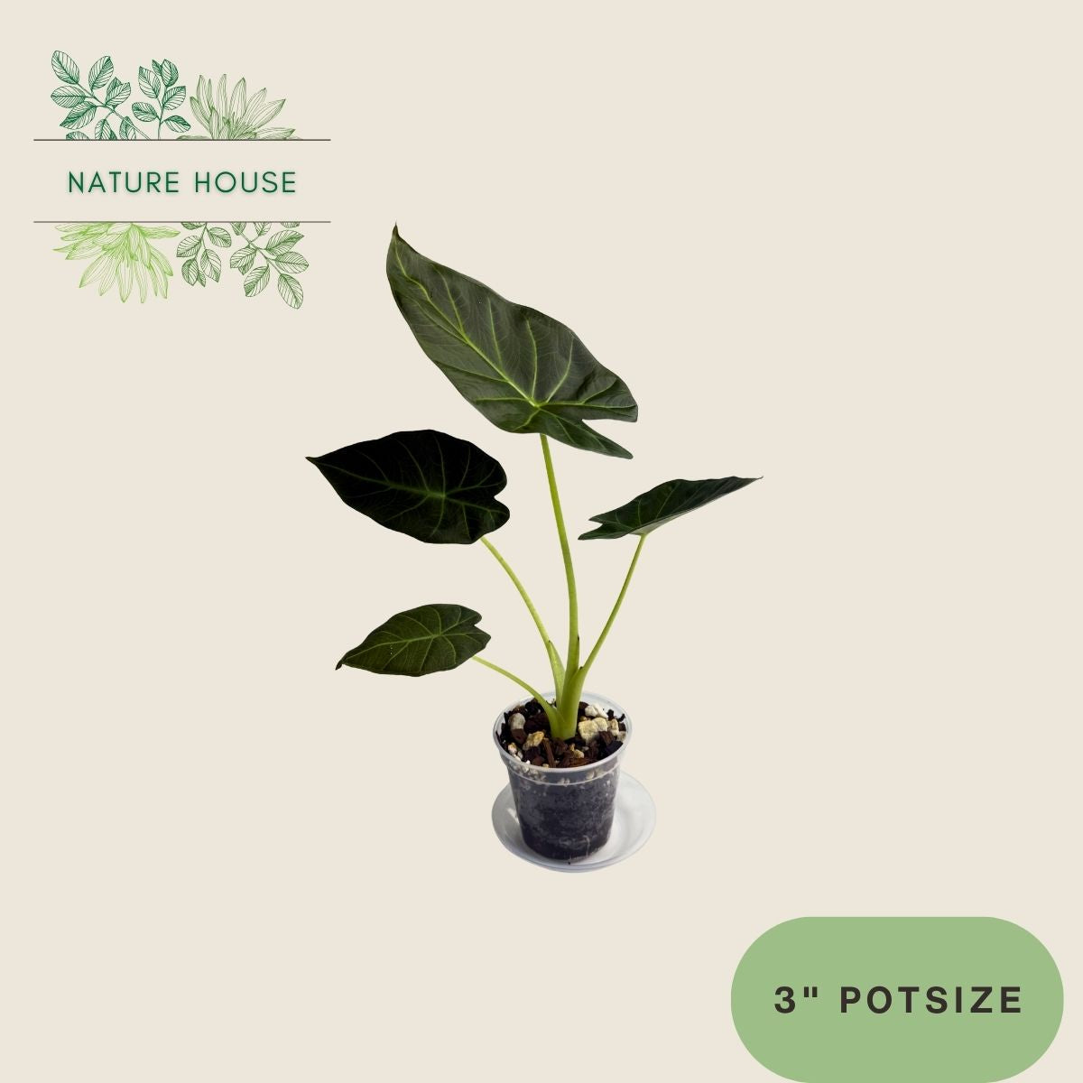 Alocasia Regal Shields - 3 inch pot - front view