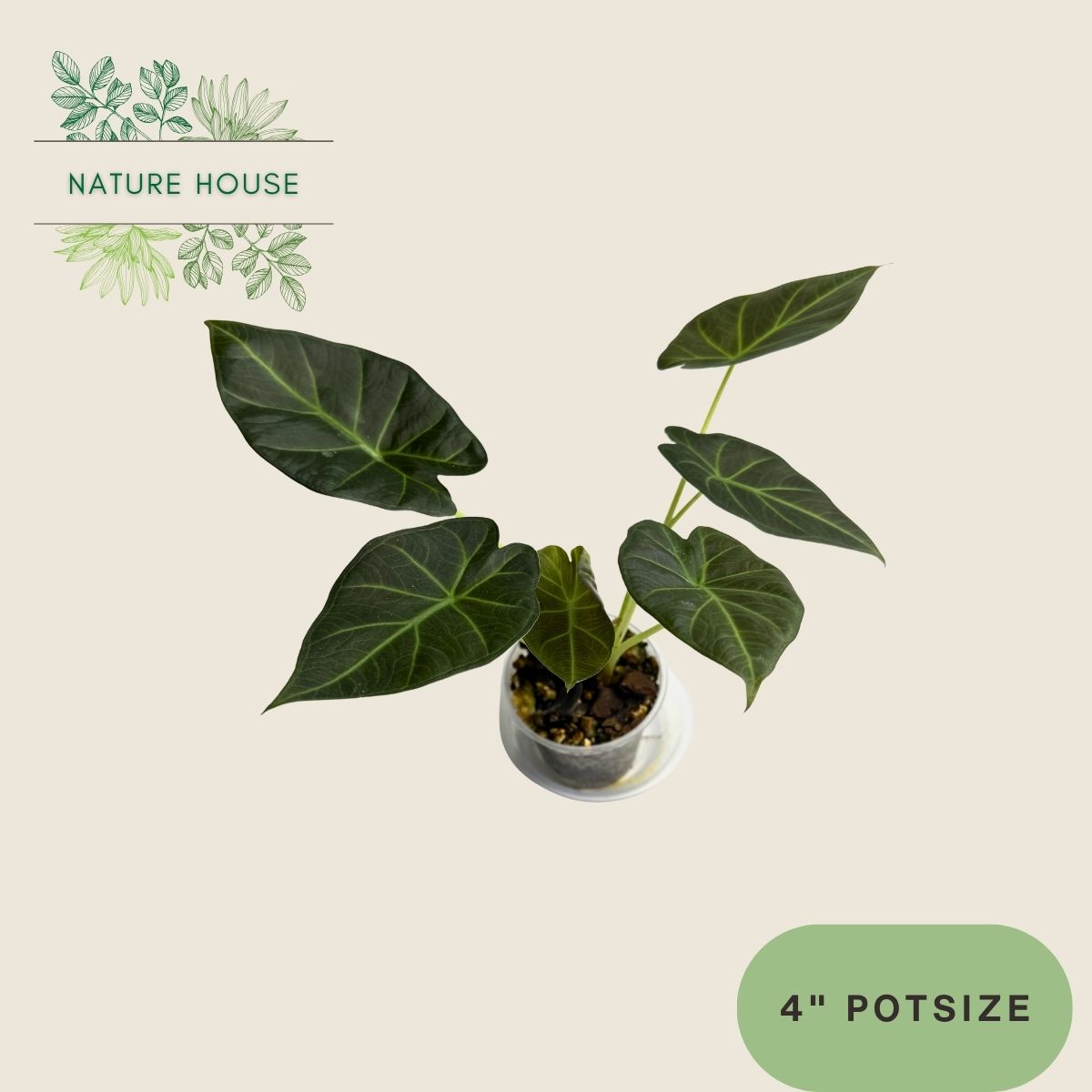 Alocasia Regal Shields - 4 inch pot - front view