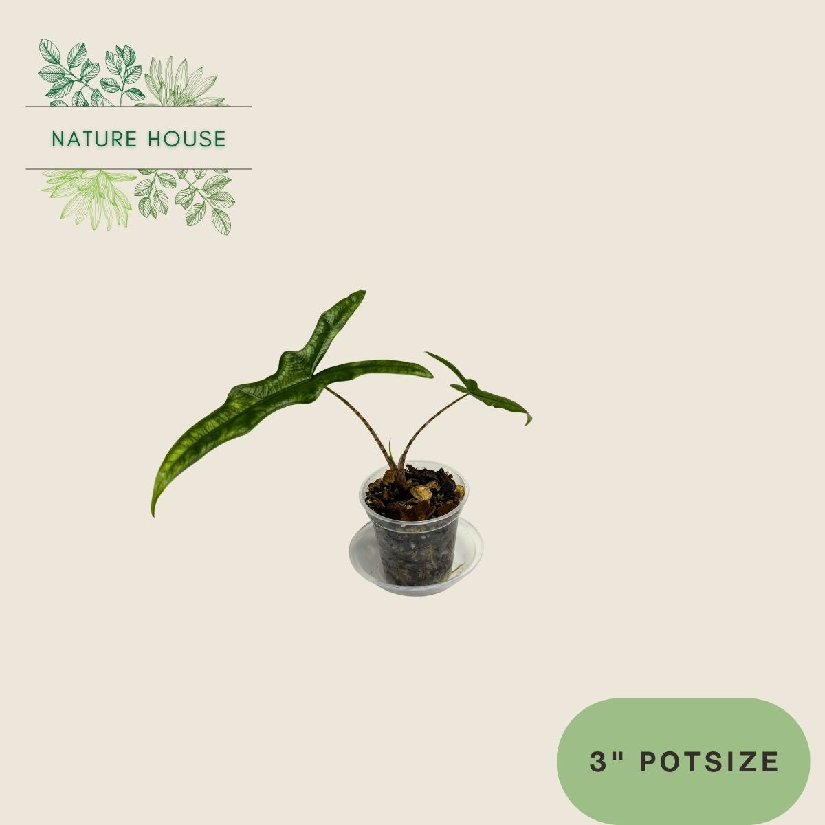 Alocasia Sabrina - 3 inch pot - front view