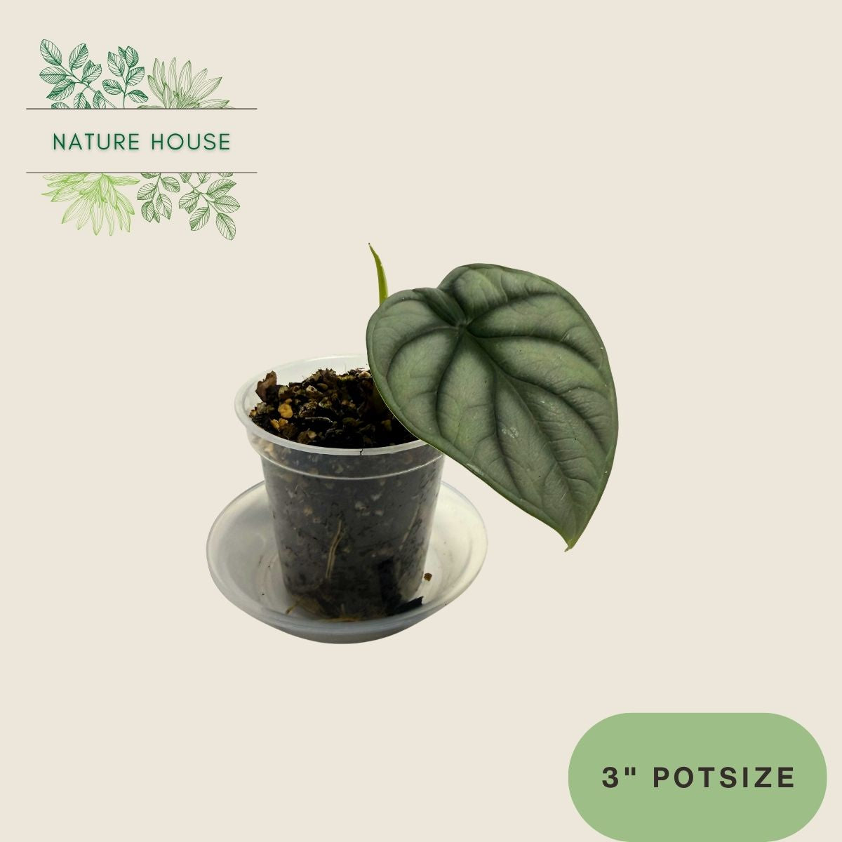 Alocasia Silver Dragon - 3 inch pot - front view