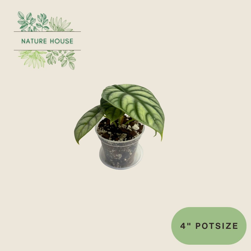 Alocasia Silver Dragon - 4 inch pot - top view