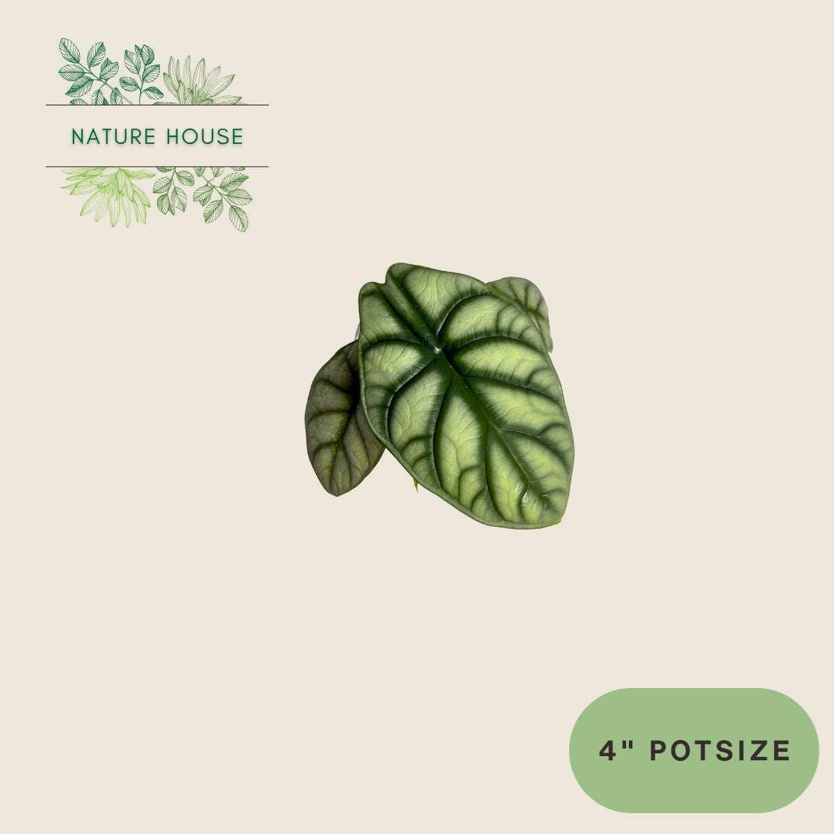 Alocasia Silver Dragon - 4 inch pot - front view