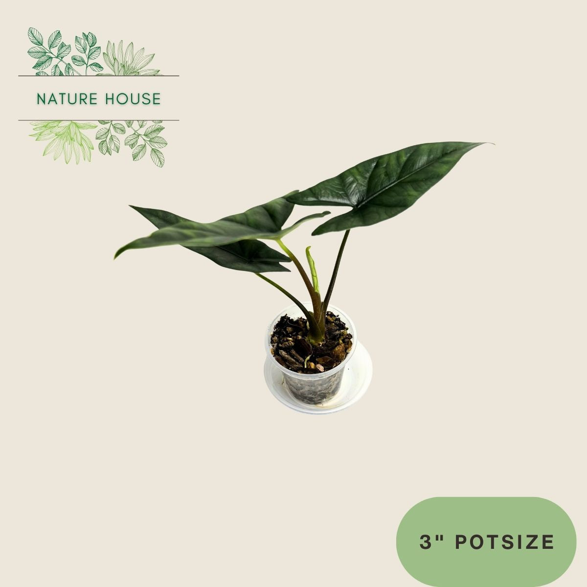 Alocasia Simpo Lukiwan - 3 inch pot - front view