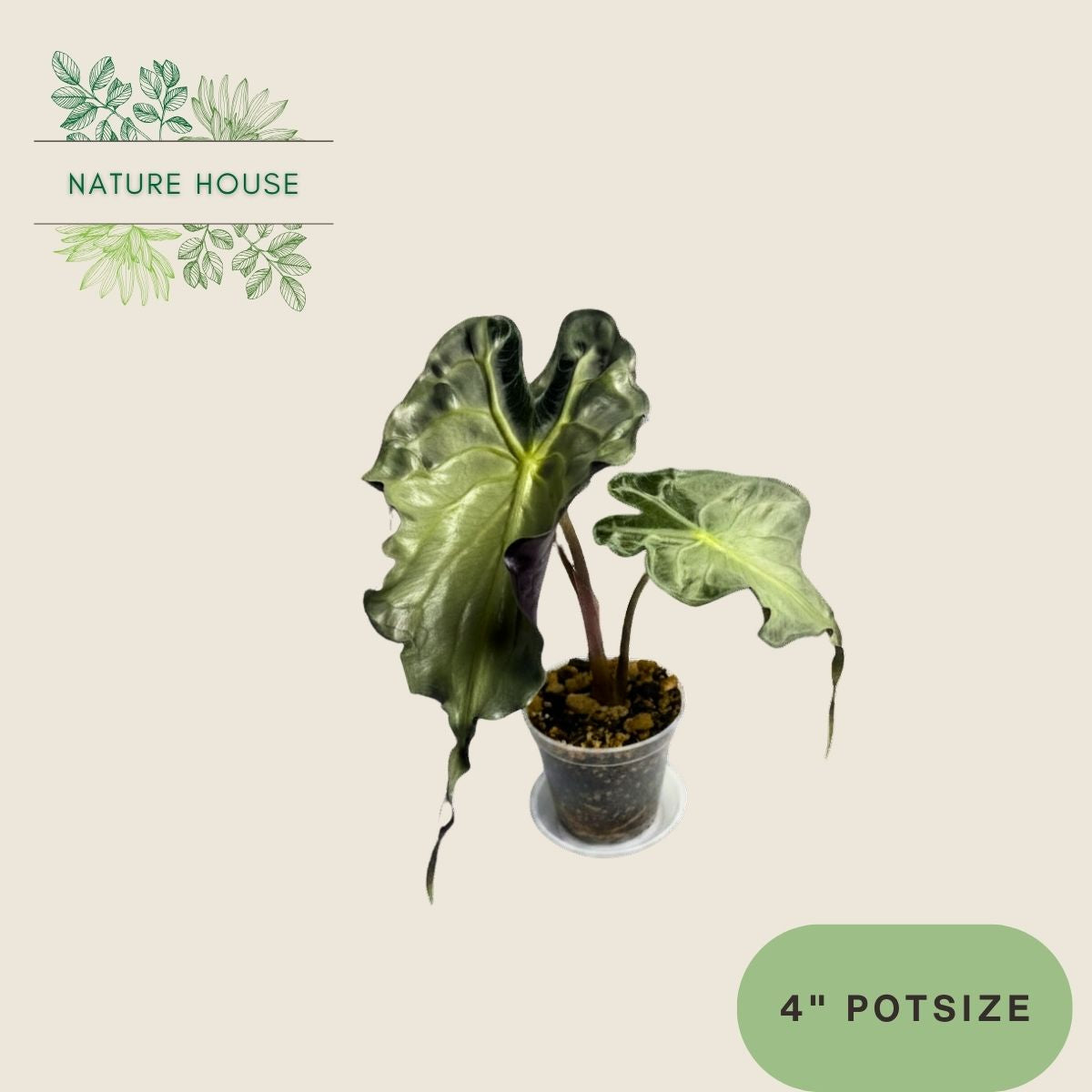 Alocasia Venom - 4 inch pot - front view