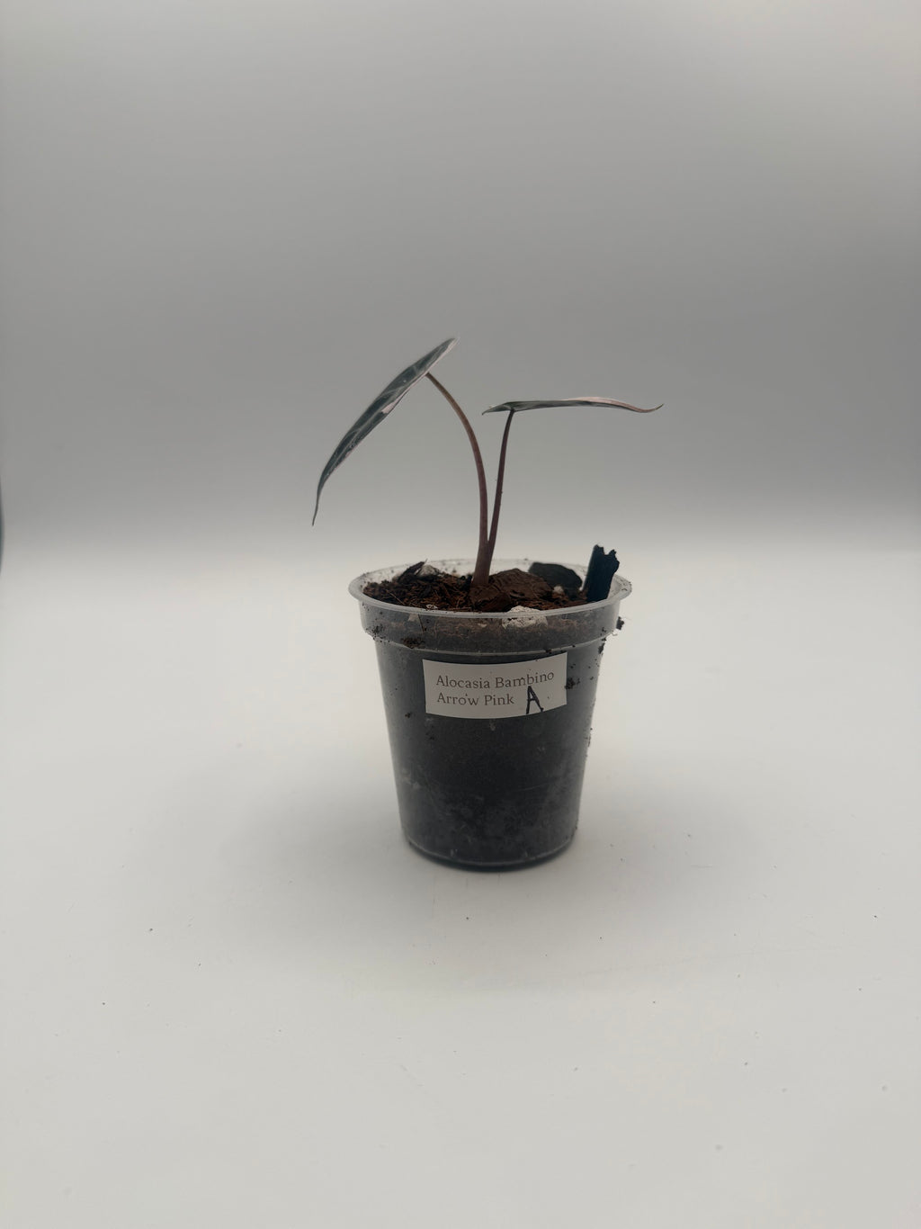 Alocasia Bambino Arrow Pink tissue culture, Plant A, front view