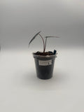Alocasia Bambino Arrow Pink tissue culture, Plant A, front view