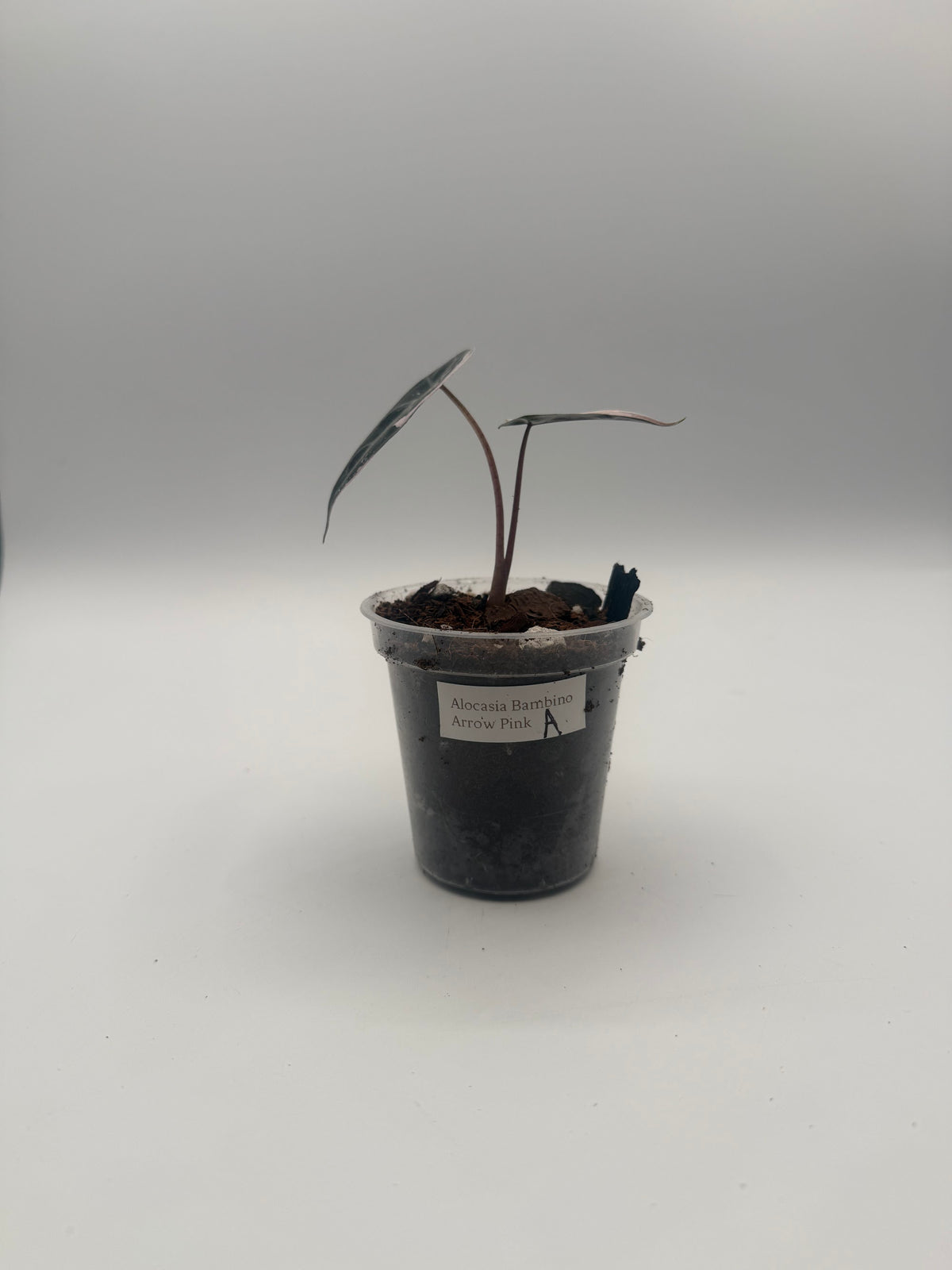 Alocasia Bambino Arrow Pink tissue culture, Plant A, front view