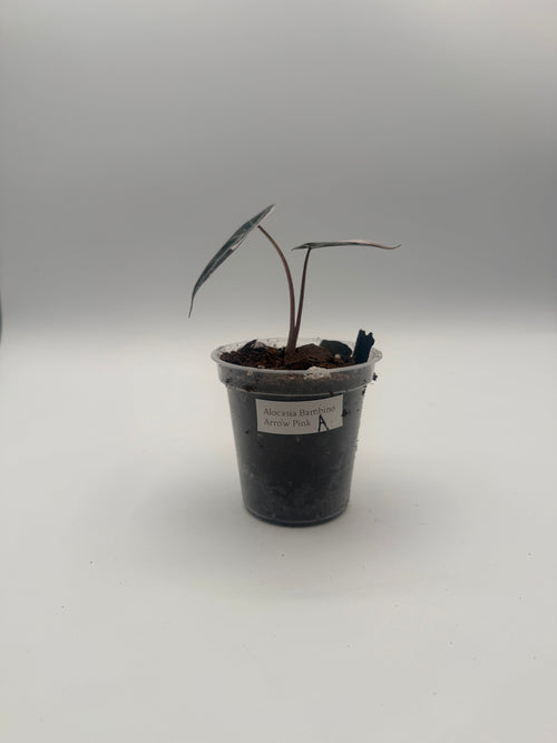 Alocasia Bambino Arrow Pink tissue culture, Plant A, front view