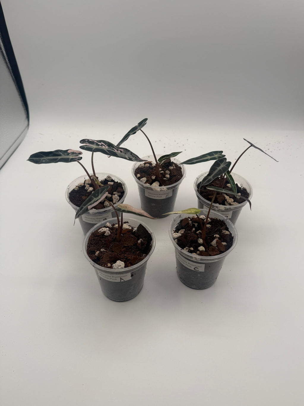 Alocasia Bambino Arrow Pink tissue culture, group photo
