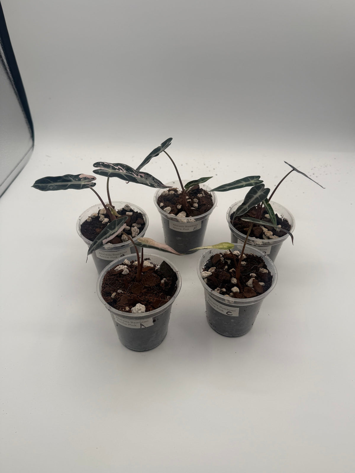 Alocasia Bambino Arrow Pink tissue culture, group photo