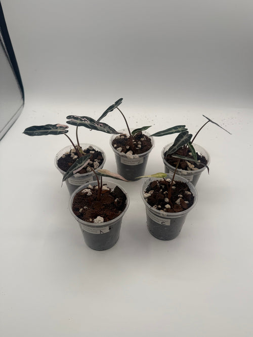 Alocasia Bambino Arrow Pink tissue culture, group photo
