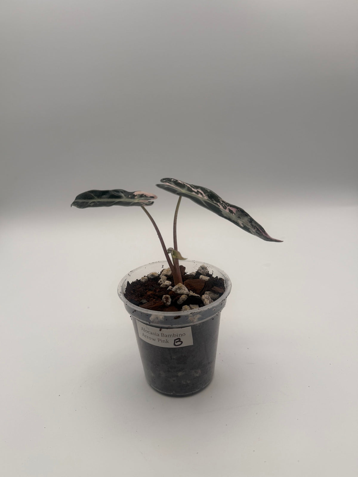 Alocasia Bambino Arrow Pink tissue culture, Plant B, front view