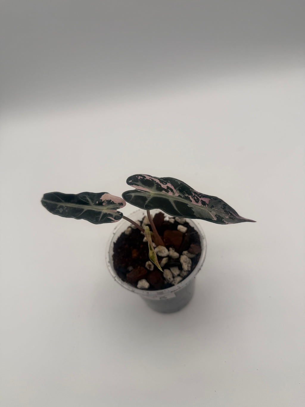 Alocasia Bambino Arrow Pink tissue culture, Plant B, top view