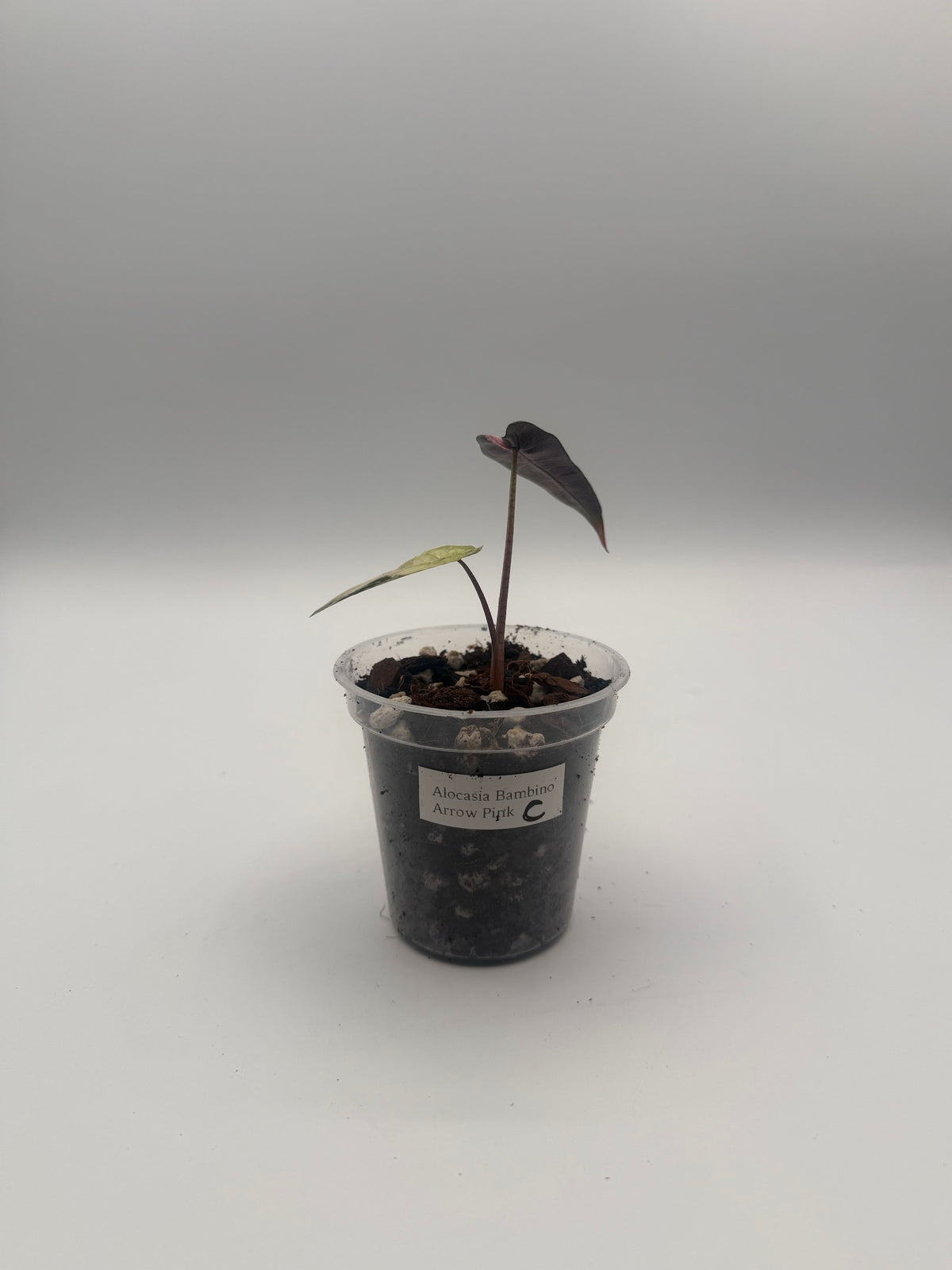 Alocasia Bambino Arrow Pink tissue culture, Plant C, front view