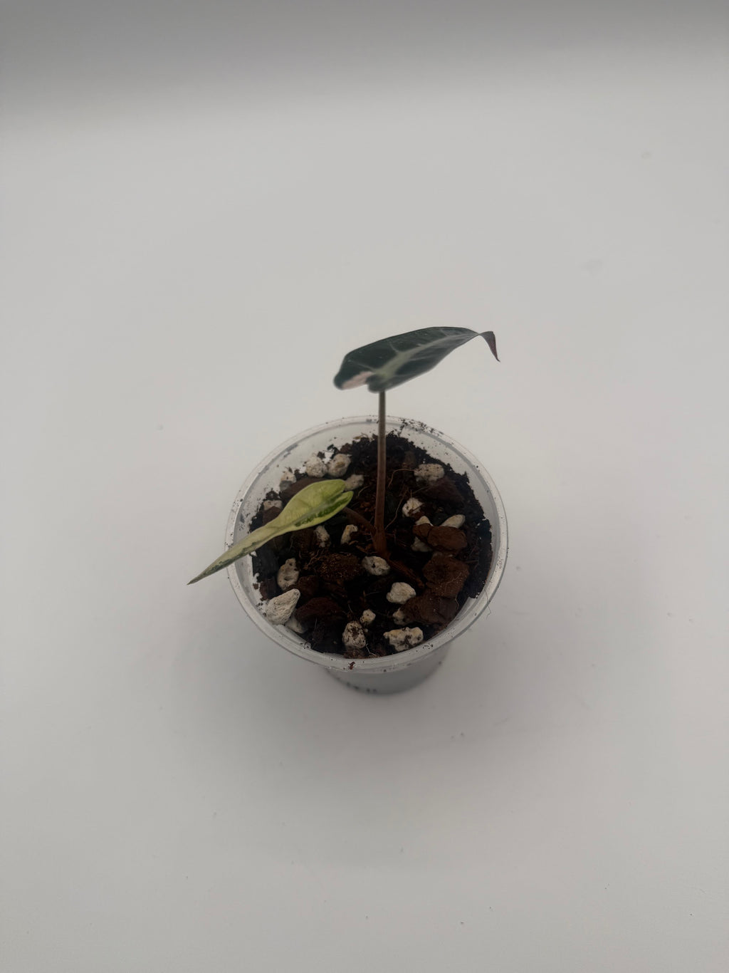 Alocasia Bambino Arrow Pink tissue culture, Plant C, top view