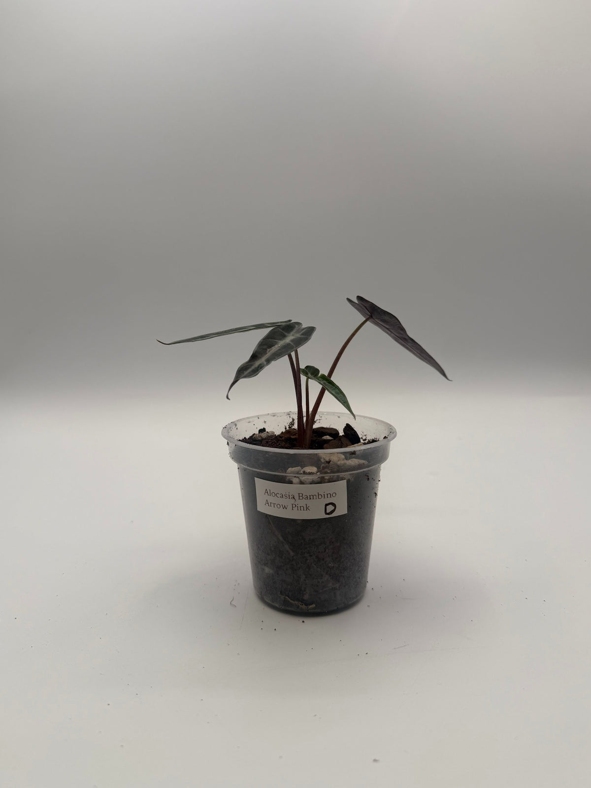 Alocasia Bambino Arrow Pink tissue culture, Plant D, front view