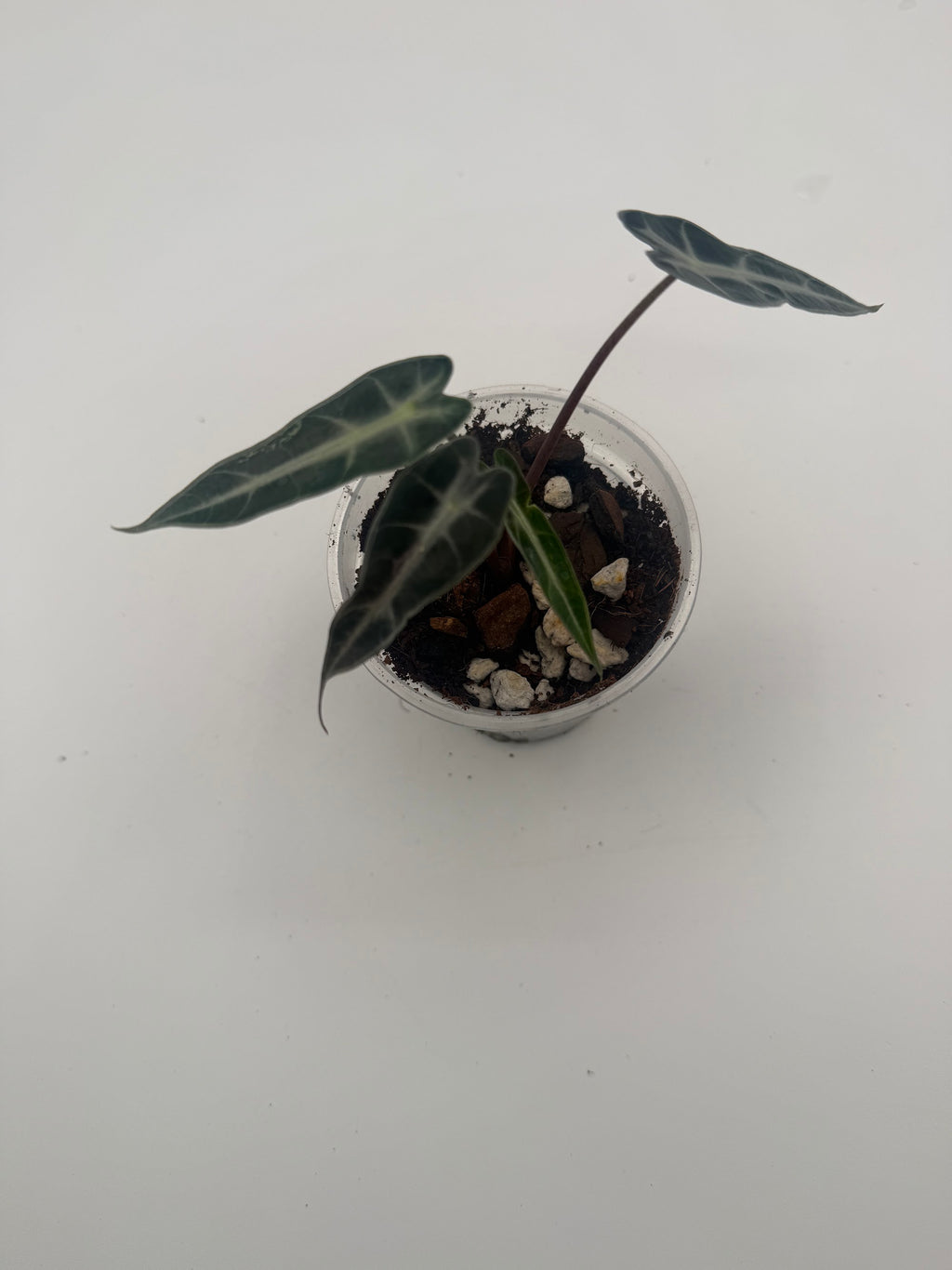 Alocasia Bambino Arrow Pink tissue culture, Plant D, top view