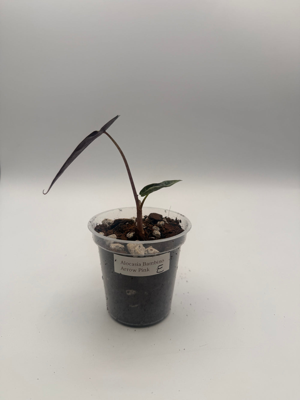 Alocasia Bambino Arrow Pink tissue culture, Plant E, front view