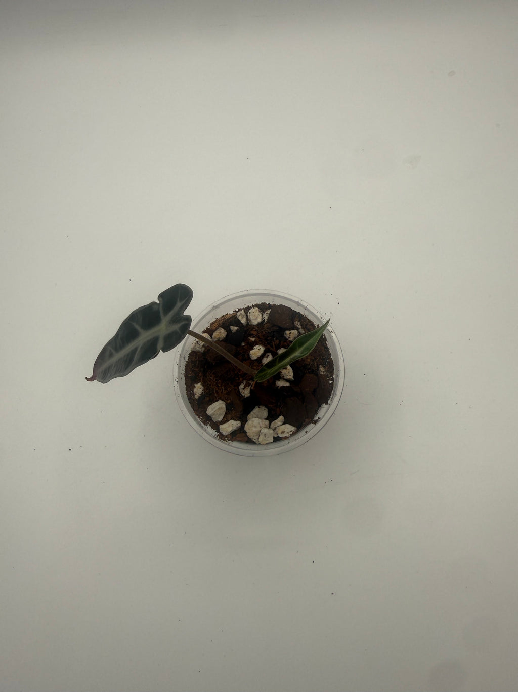 Alocasia Bambino Arrow Pink tissue culture, Plant E, top view