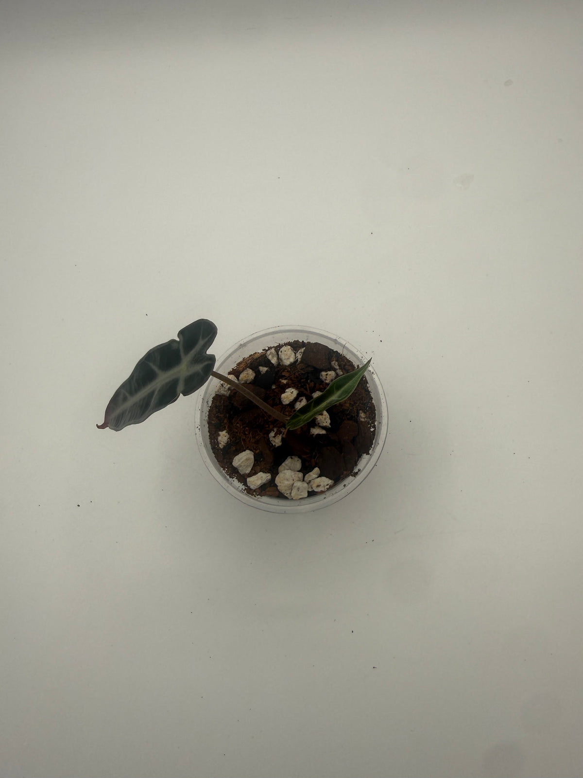 Alocasia Bambino Arrow Pink tissue culture, Plant E, top view