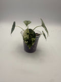 Alocasia Dragon Scale Albo Galaxy tissue culture, front view