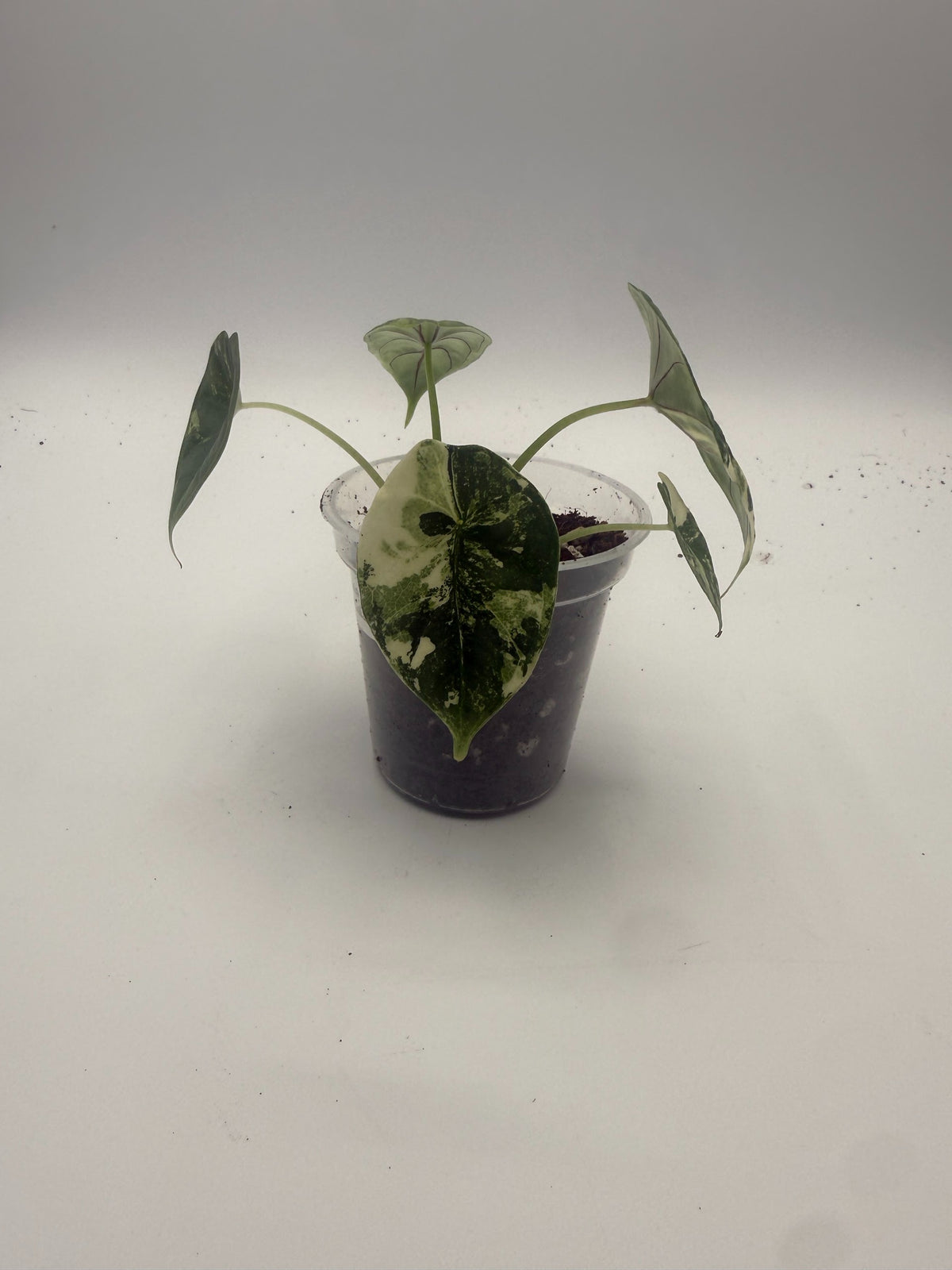 Alocasia Dragon Scale Albo Galaxy tissue culture, front view
