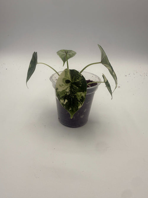 Alocasia Dragon Scale Albo Galaxy tissue culture, front view