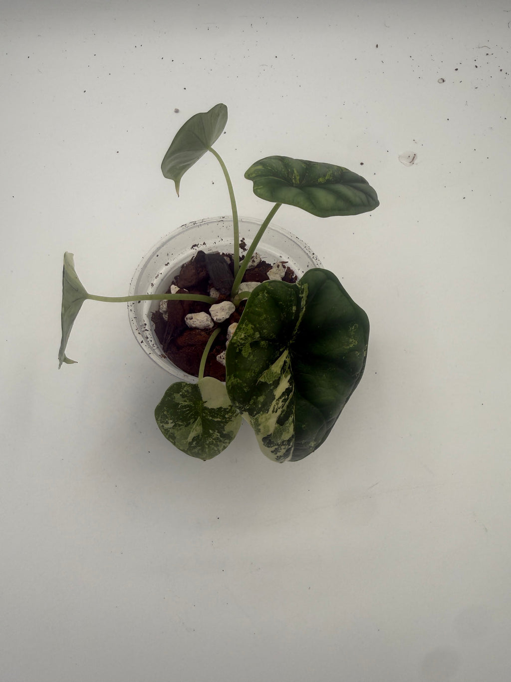 Alocasia Dragon Scale Albo Galaxy tissue culture, top view 2
