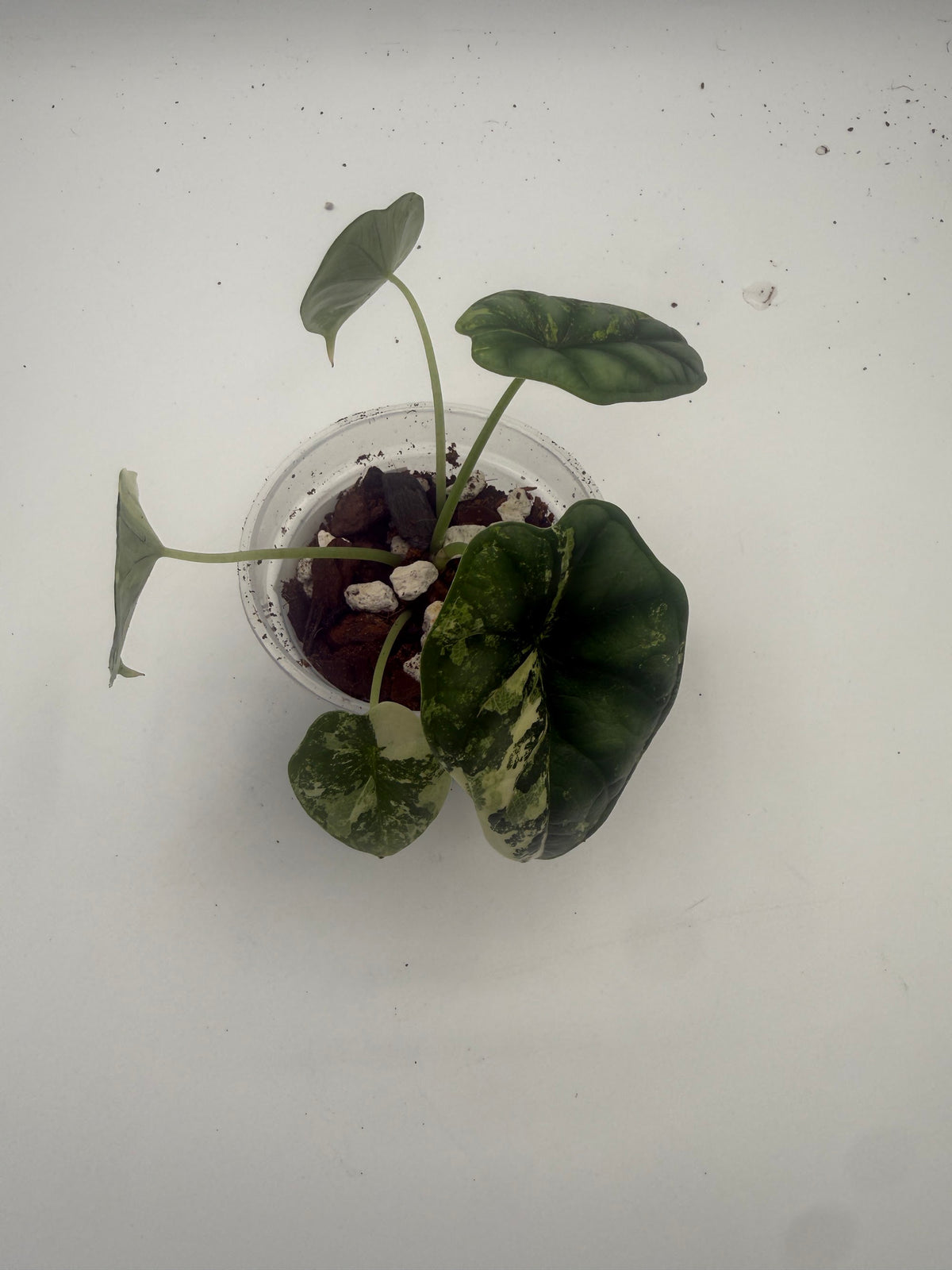 Alocasia Dragon Scale Albo Galaxy tissue culture, top view 2