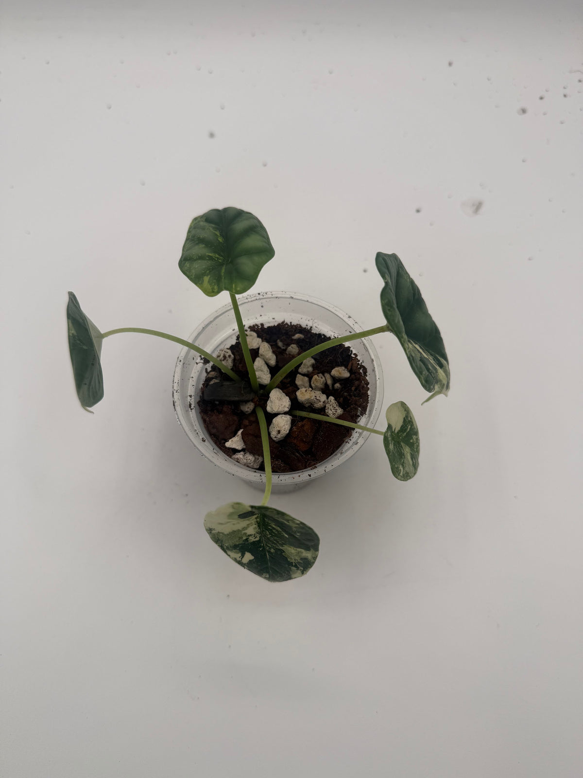 Alocasia Dragon Scale Albo Galaxy tissue culture, top view