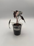 Alocasia Polly Variegated Snow Pink tissue culture, Plant A, front view