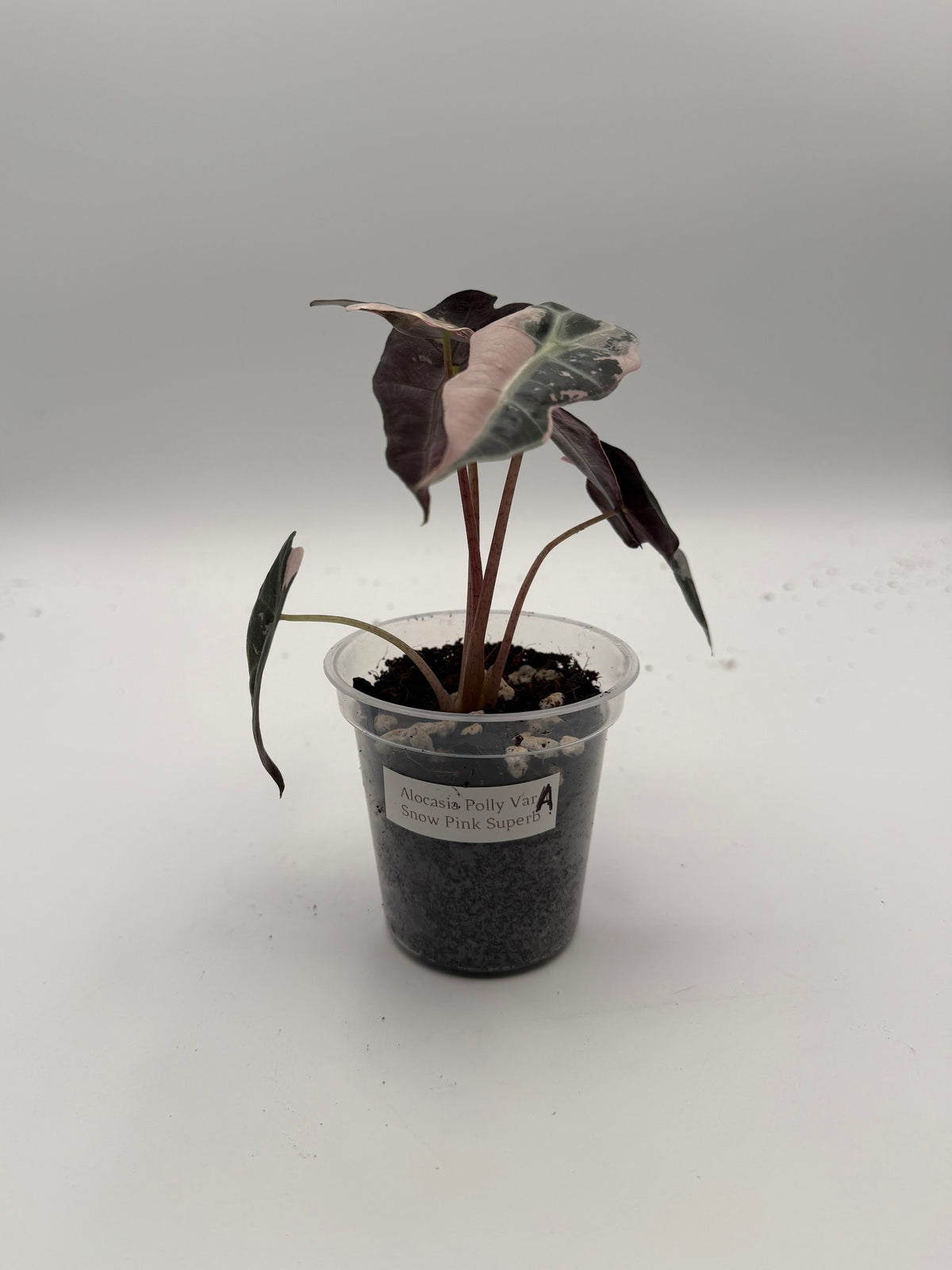 Alocasia Polly Variegated Snow Pink tissue culture, Plant A, front view