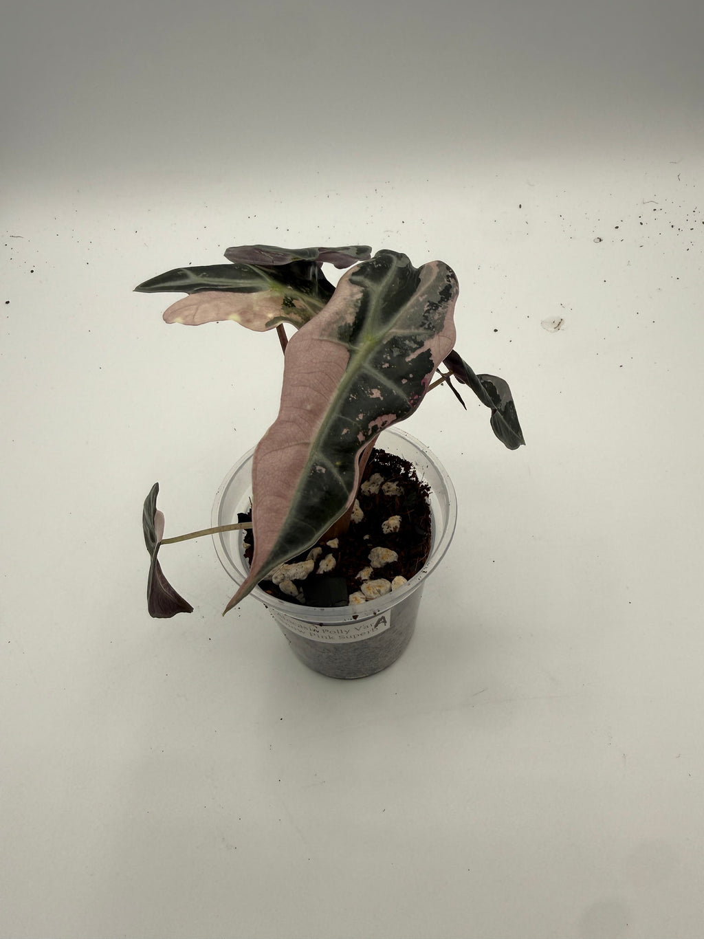 Alocasia Polly Variegated Snow Pink tissue culture, Plant A, top view
